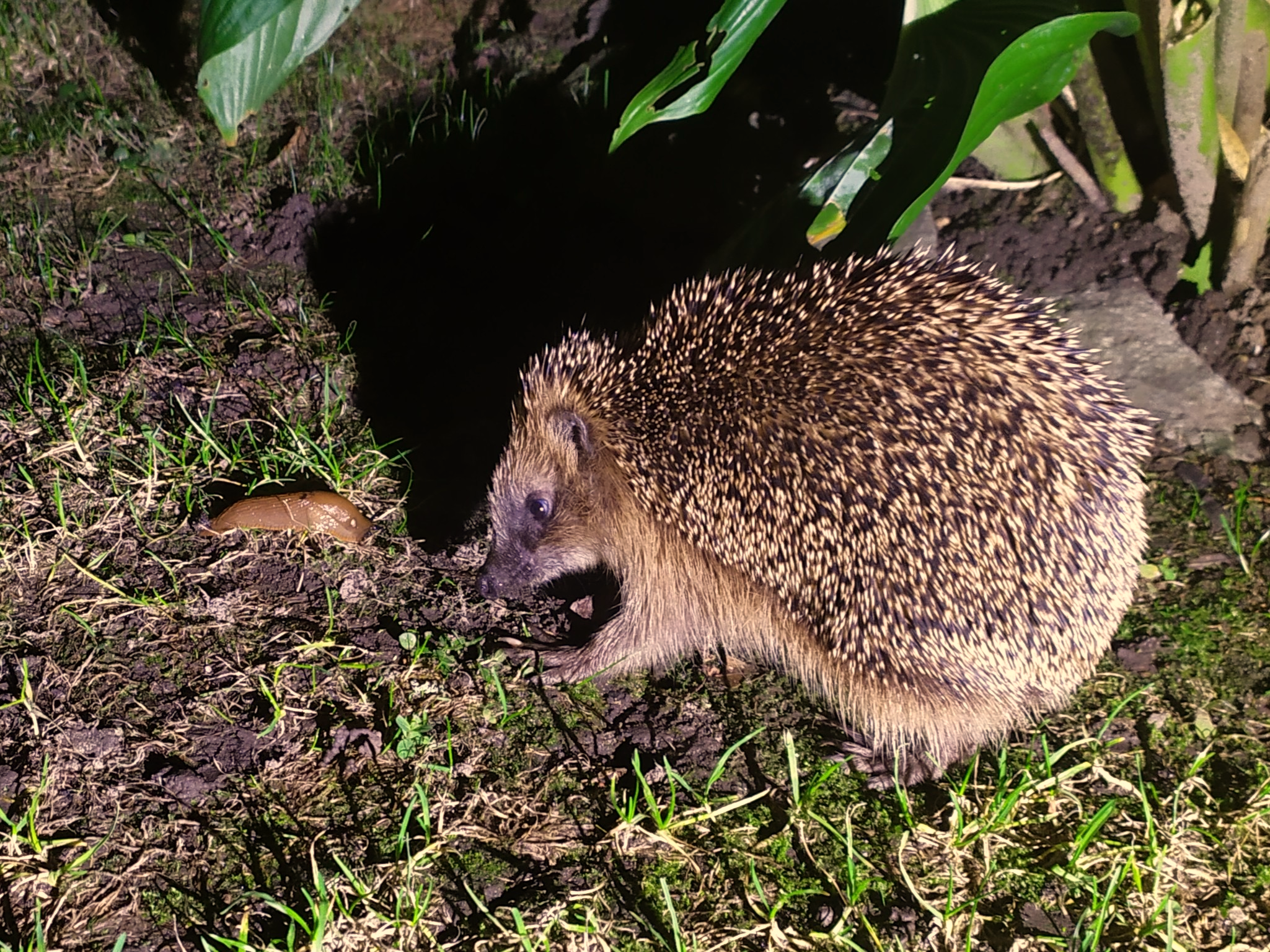 IGEL